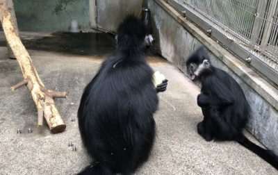 よこせ！