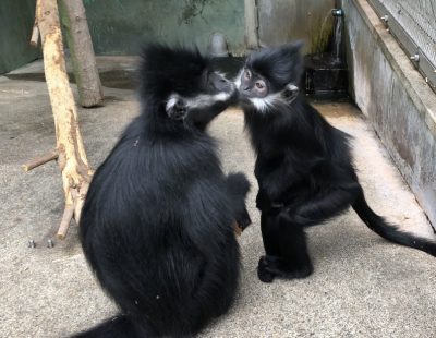 すごく欲しい