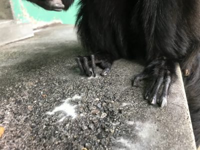 モップくんの足