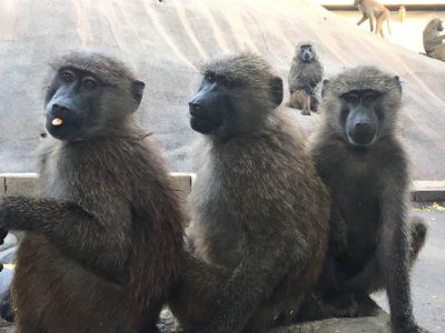 ヒヒのコドモたち