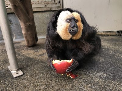 今日のモップくん