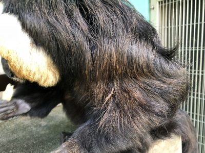 肩の茶色い毛