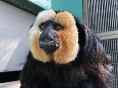 口元に食べかすつけたモップくん