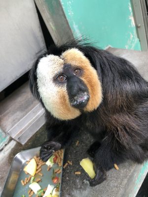 口からミルクが漏れてるモップくん