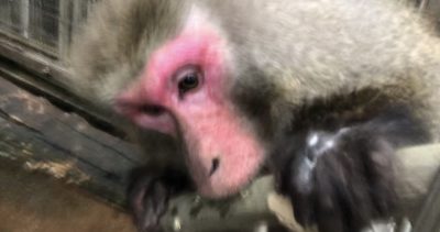 歯で