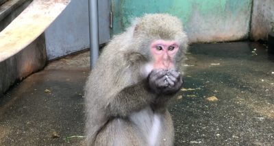 ダチュラ