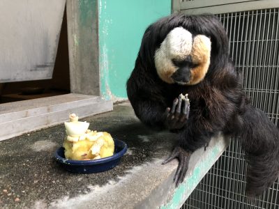 手についた蒸しイモをじっと見つめる