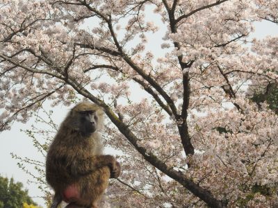 ヒヒと桜