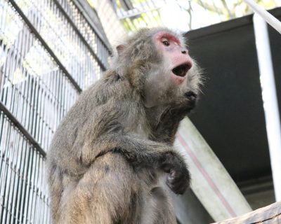 タンポポ