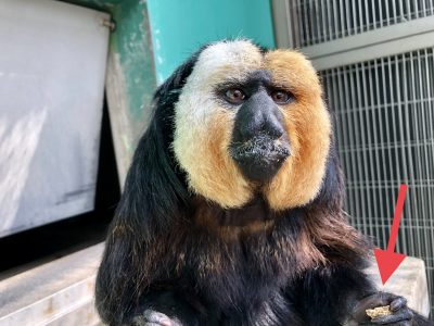 固形飼料を持ったモップくん