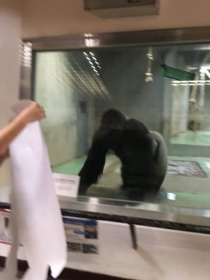 等身大ツトムを威嚇するタロウ