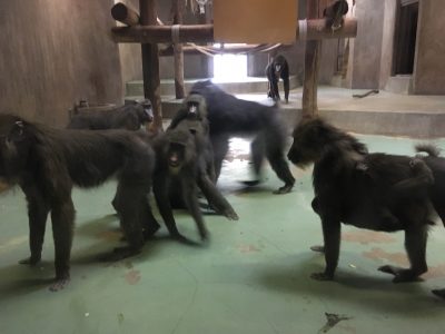 等身大ツトムを威嚇するマンドリルたち