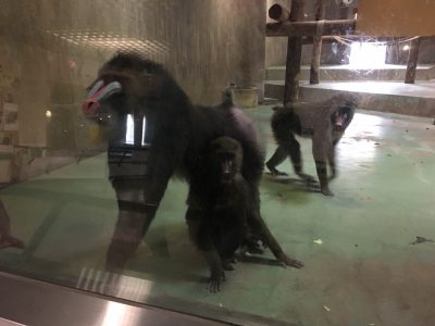 等身大ツトムを威嚇するマンドリルたち