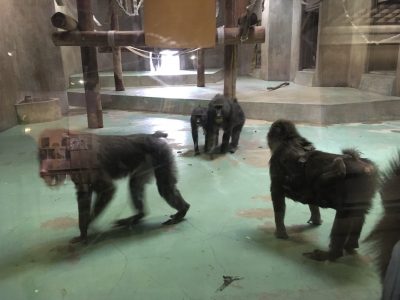 等身大ツトムを威嚇するマンドリルたち