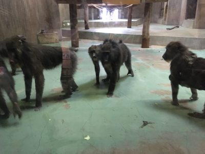 等身大ツトムを威嚇するマンドリルたち