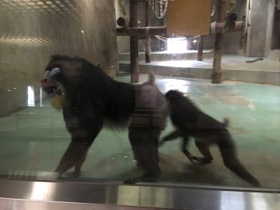 等身大ツトムを威嚇するマンドリルたち