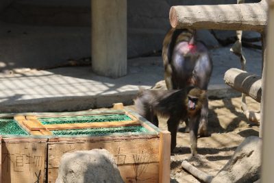 サユミと育成箱１