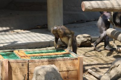 サユミと育成箱２