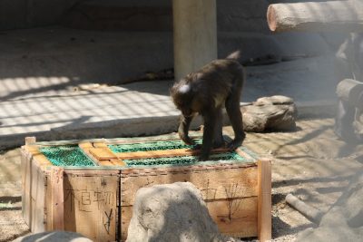 サユミと育成箱３