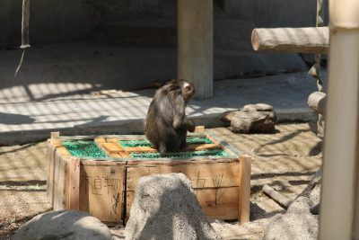 サユミと育成箱４