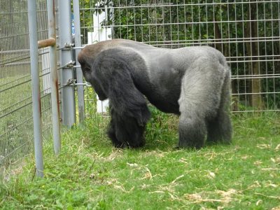 運動場の草を食べるタロウ