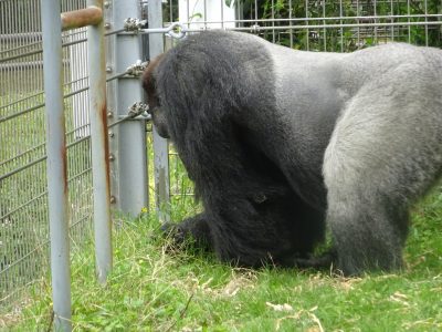 運動場の草を食べるタロウ