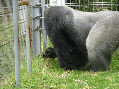 運動場の草を食べるタロウ