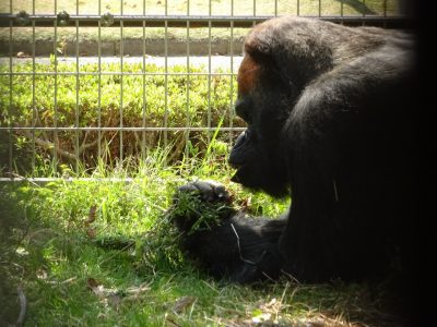運動場の草を食べるタロウ