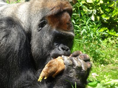プレゼントのリンゴを食べるタロウ