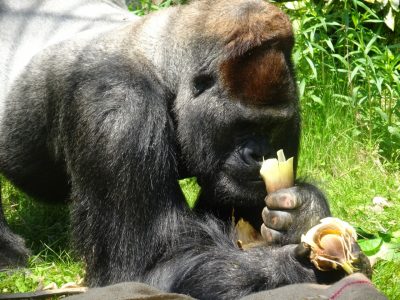 プレゼントのタケノコを食べるタロウ