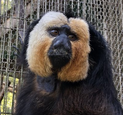 今日のモップくん