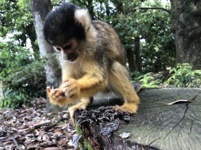 羽アリを食べているリスザル