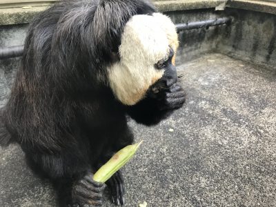 食べる