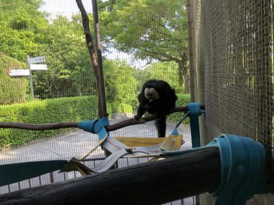 ハンモックを見つめるモップくん
