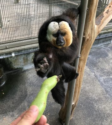 今日のモップくん