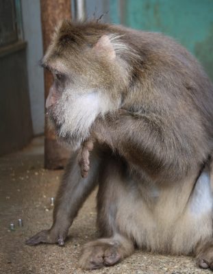 サム