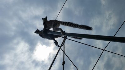 曇り空のワオキツネザル