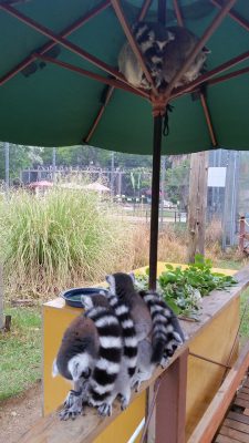 ワオキツネザルの雨宿り
