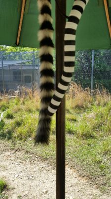 ワオキツネザルノシッポ