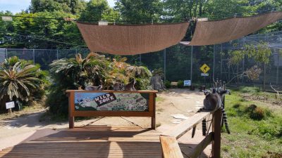 日除けの下にワオキツネザル