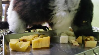朝食エリマキキツネザル