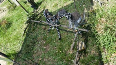 日陰にワオキツネザル