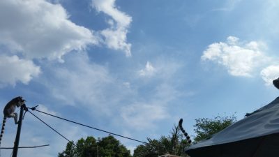 飛ぶ前のワオキツネザル
