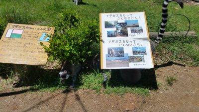 看板下にワオキツネザル