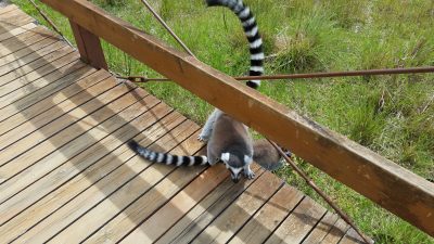 足下をワオキツネザル