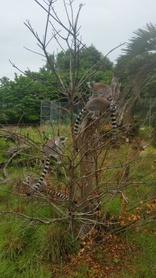枯れ木にさくワオキツネザル