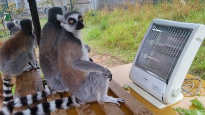 冷えますね