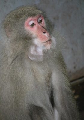 ダチュラ