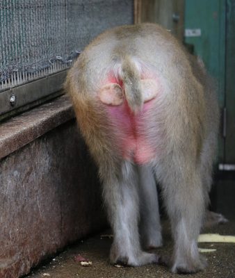 尻だこ