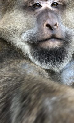 ザルバ